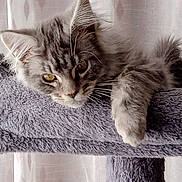 Sushi a rejoint le concours — aidez-le/la à gagner de superbes lots ! animal, cat, cat_tree, closeup, curtain, cute, domestic_cat, ears, feline, fluffy, fur, gray_cat, indoor, paw, perch, pet, relaxed, sleepy, tabby, whiskers