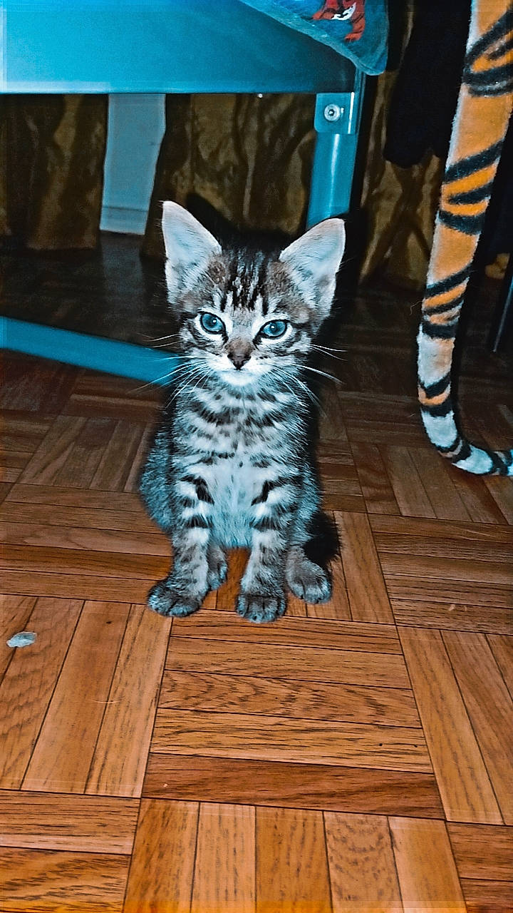 Biscotte a rejoint le concours — aidez-le/la à gagner de superbes lots ! carnivore, cat, electric_blue, felidae, floor, flooring, grey, hardwood, laminate_flooring, leg, pattern, plank, small_to_medium_sized_cats, snout, tail, varnish, whiskers, wood, wood_flooring, wood_stain