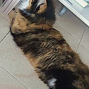 Quetzal a rejoint le concours — aidez-le/la à gagner de superbes lots ! animal, books, calico_cat, cat, cozy, domestic_animal, ear, feline, floor, fur, home, indoor, paw, pet, relaxed, resting, shelf, side_view, tile_floor, whiskers