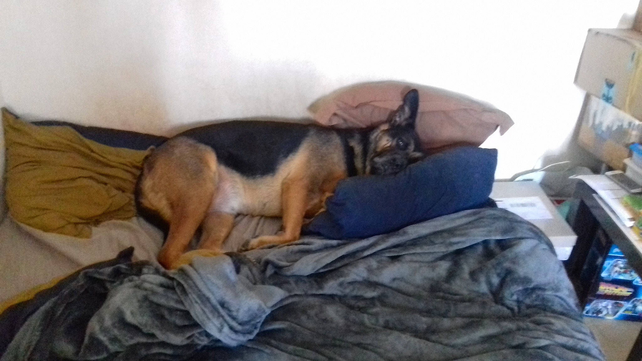 Maya a rejoint le concours — aidez-le/la à gagner de superbes lots ! bedding, canidae, carnivore, comfort, companion_dog, dog, dog_breed, duvet, fawn, felidae, fur, guard_dog, human_leg, linens, nap, paw, small_to_medium_sized_cats, terrestrial_animal, toy_dog, working_animal