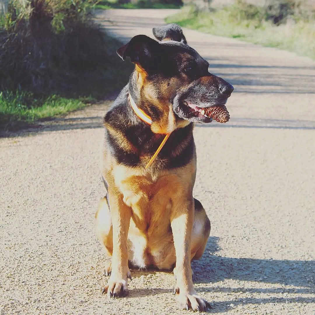 Maya a rejoint le concours — aidez-le/la à gagner de superbes lots ! animal, bodypart, boxer, bulldog, canine, dog, germanshepherd, hound, mouth, path, person, pet, policedog, puppy, racket, snout, sport, tennis, tennisracket, tongue