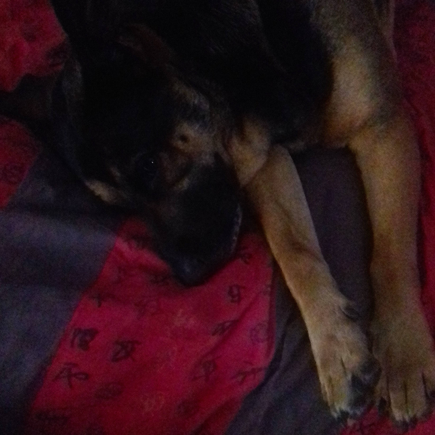 Maya participe au concours pour gagner de l'argent avec cette photo : canidae, carmine, carnivore, cloud, comfort, companion_dog, dog, dog_breed, fawn, fur, guard_dog, linens, nap, paw, snout, sporting_group, tail, toy_dog, whiskers, working_animal