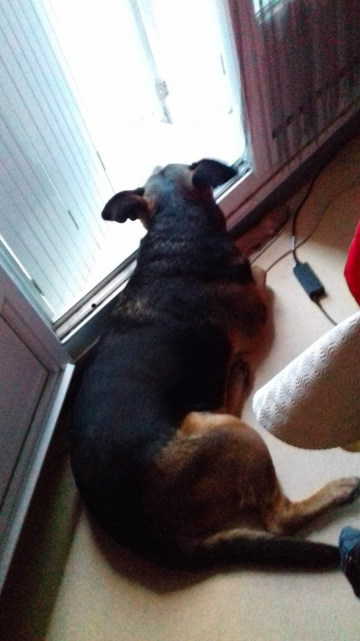 Maya a rejoint le concours — aidez-le/la à gagner de superbes lots ! carnivore, comfort, companion_dog, dog, dog_breed, flooring, fur, guard_dog, hardwood, liver, room, sporting_group, tail, terrestrial_animal, window, wood, working_animal, working_dog