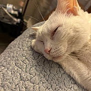 Heaven is registered to the contest to win money with this photo: cat, white_cat, sleeping, close_up, pet, feline, whiskers, ear, nose, fur, cozy, blanket, texture, indoor, resting, animal, cute, relaxation, soft, peaceful