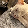cat, white_cat, sleeping, close_up, pet, feline, whiskers, ear, nose, fur, cozy, blanket, texture, indoor, resting, animal, cute, relaxation, soft, peaceful