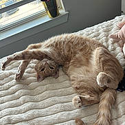 Johnny Cash is registered to the contest to win money with this photo: cat, ginger_cat, stretching, bed, blanket, window, indoor, pet, feline, fur, tail, relaxed, cozy, curious, soft_texture, daylight, whiskers, paws, home, resting