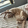 cat, ginger_cat, stretching, bed, blanket, window, indoor, pet, feline, fur, tail, relaxed, cozy, curious, soft_texture, daylight, whiskers, paws, home, resting
