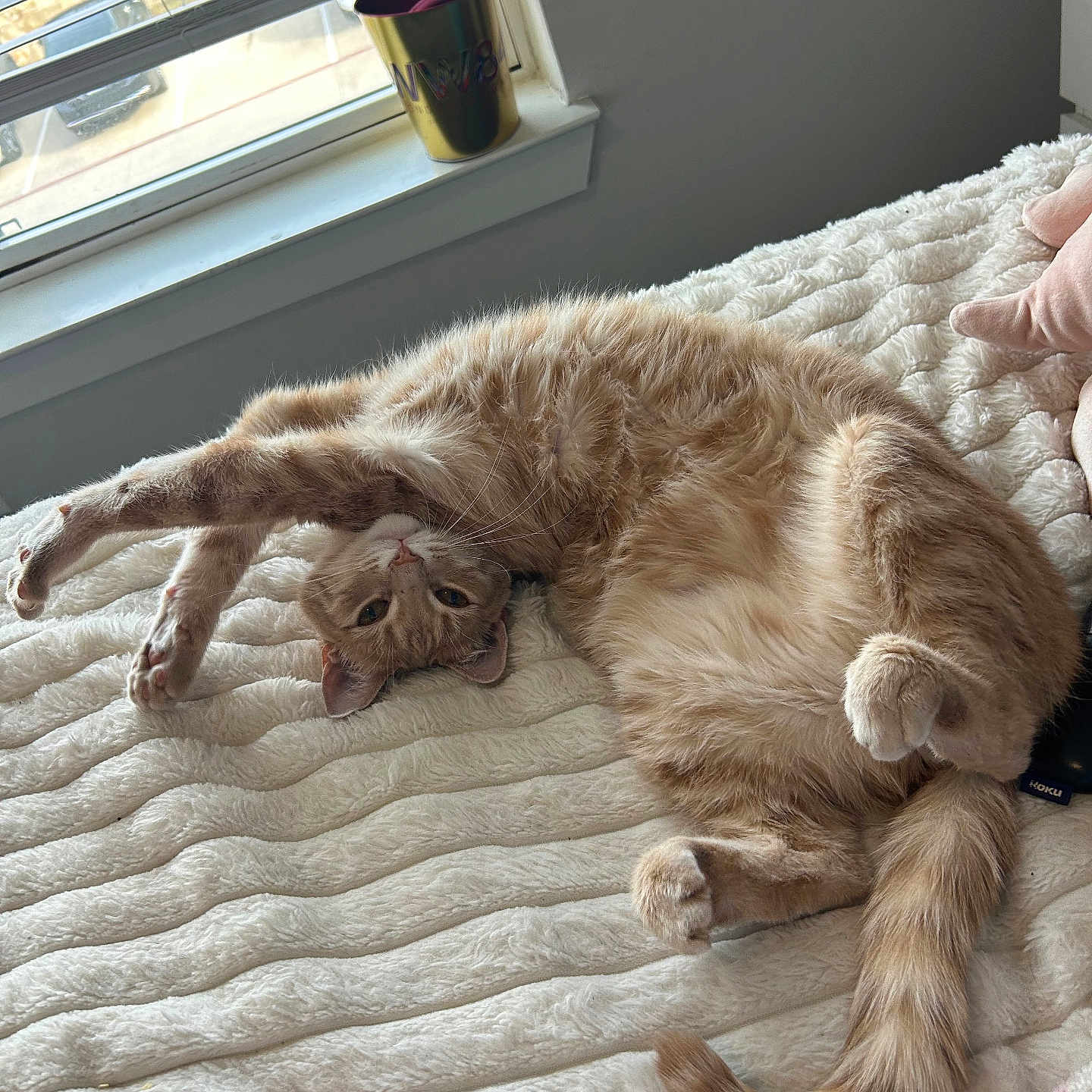 Johnny Cash is registered to the contest to win money with this photo: cat, ginger_cat, stretching, bed, blanket, window, indoor, pet, feline, fur, tail, relaxed, cozy, curious, soft_texture, daylight, whiskers, paws, home, resting