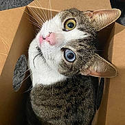 Nova joined the competition — help win amazing prizes! cat, tabby, heterochromia, cardboard_box, pet, whiskers, pink_nose, curious, indoor, feline, close_up, animal, cute, looking_up, ears, fur, box, domestic_animal, portrait, playful