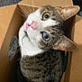 cat, tabby, heterochromia, cardboard_box, pet, whiskers, pink_nose, curious, indoor, feline, close_up, animal, cute, looking_up, ears, fur, box, domestic_animal, portrait, playful