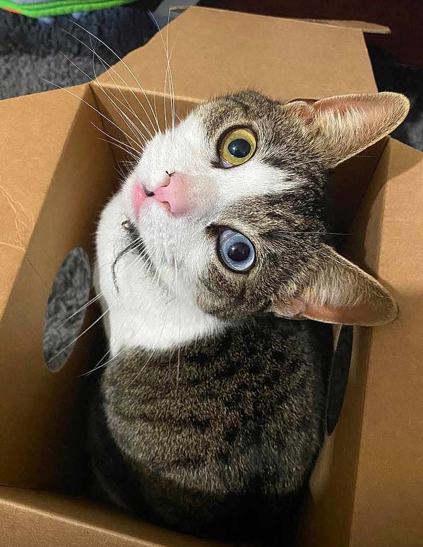 Nova