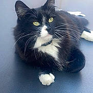 Luna joined the competition — help win amazing prizes! cat, black_and_white, fluffy, yellow_eyes, whiskers, paws, collar, pet, animal, feline, lying_down, indoor, close_up, relaxed, curious, fur, mammal, cute, domestic_animal, resting