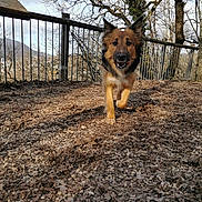 Suky a rejoint le concours — aidez-le/la à gagner de superbes lots ! animal, canine, cloud, daylight, dog, fence, german_shepherd, gravel, happy, leaf, mammal, nature, outdoor, path, pet, running, sky, tongue, tree, wood