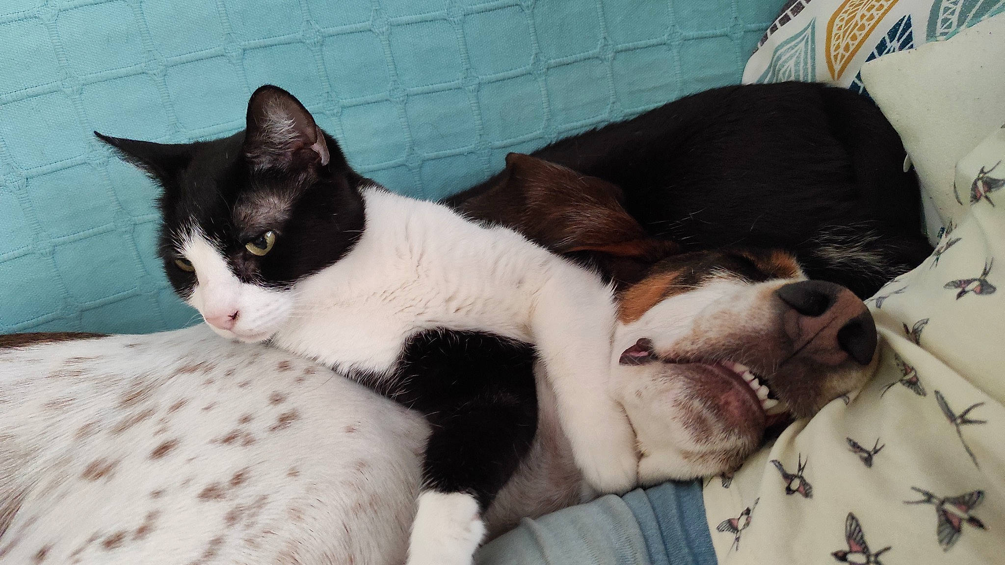 Cartoon a rejoint le concours — aidez-le/la à gagner de superbes lots ! bored, carnivore, cat, comfort, companion_dog, felidae, fur, linens, small_to_medium_sized_cats, snout, tail, terrestrial_animal, whiskers