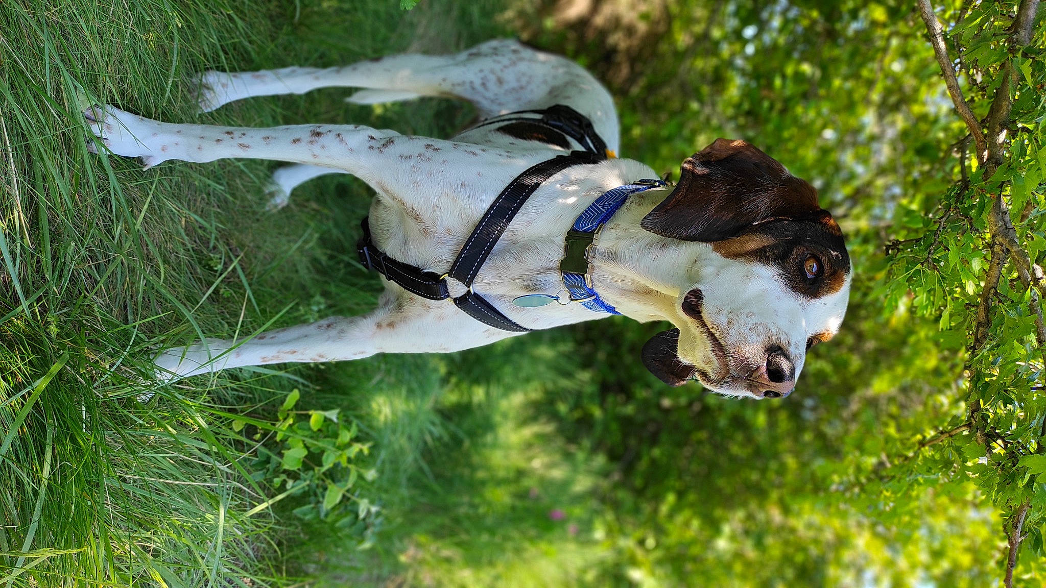 Cartoon participe au concours pour gagner de l'argent avec cette photo : beak, canidae, carnivore, collar, companion_dog, dog, dog_breed, dog_collar, eyewear, fawn, grass, grassland, leash, plant, snout, sporting_group, tail, terrestrial_animal, tree, working_animal