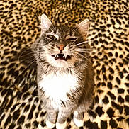 Milo joined the competition — help win amazing prizes! cat, animal, pet, feline, fangs, winking, whiskers, leopard_print, blanket, fur, cute, indoor, portrait, mammal, closeup, expression, playful, tabby, domestic_cat, sitting