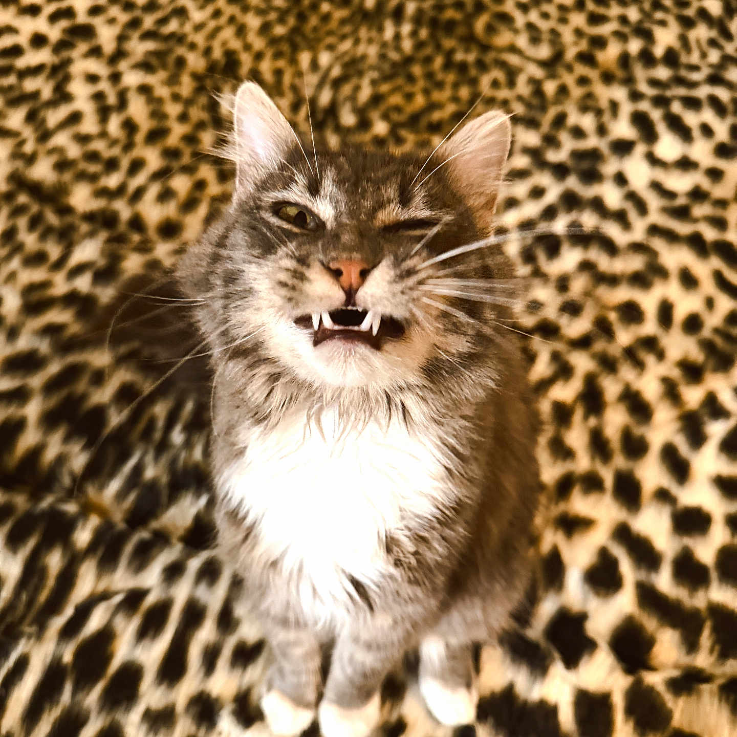 Milo joined the competition — help win amazing prizes! cat, animal, pet, feline, fangs, winking, whiskers, leopard_print, blanket, fur, cute, indoor, portrait, mammal, closeup, expression, playful, tabby, domestic_cat, sitting