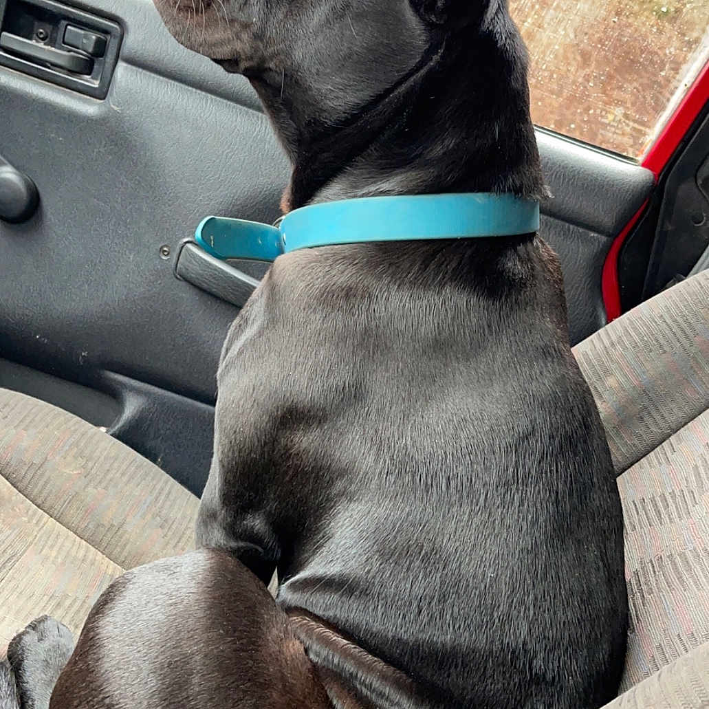 Lacey is registered to the contest to win money with this photo: accessories, animal, belt, boxer, bulldog, canine, car, couch, cushion, dog, furniture, homedecor, hound, labradorretriever, pet, pitbull, pointer, puppy, transportation, vehicle