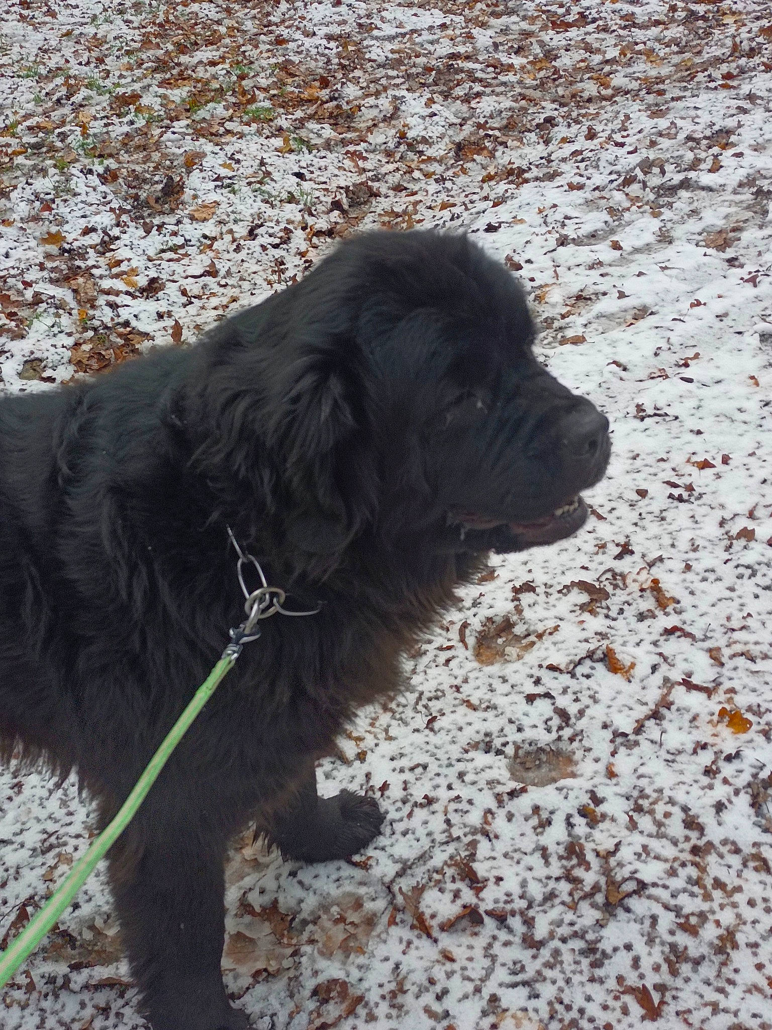 Penny a rejoint le concours — aidez-le/la à gagner de superbes lots ! borador, canidae, carnivore, collar, companion_dog, dog, dog_breed, dog_collar, fur, grass, gun_dog, leash, liver, retriever, snow, soil, tail, terrestrial_animal, winter, working_dog