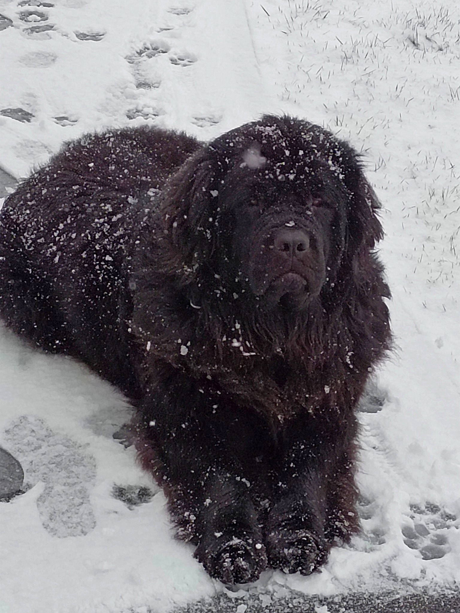 Penny a rejoint le concours — aidez-le/la à gagner de superbes lots ! canidae, carnivore, companion_dog, dog, dog_breed, freezing, fur, gun_dog, liver, mammal, marine_mammal, snout, snow, spaniel, sporting_group, terrestrial_animal, vertebrate, water, winter, working_animal