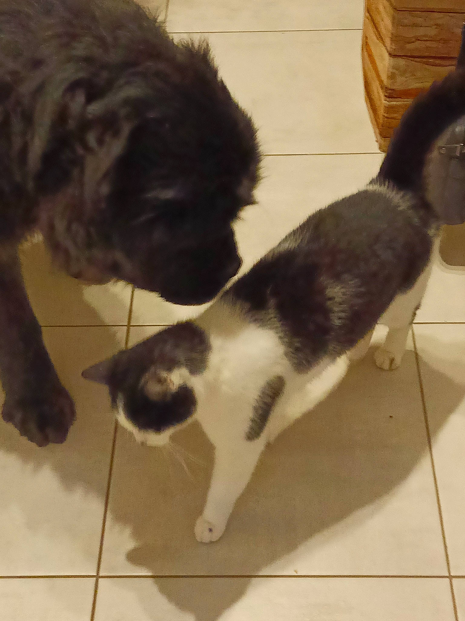 Penny participe au concours pour gagner de l'argent avec cette photo : canidae, carnivore, cat, claw, companion_dog, dog, dog_breed, domestic_short_haired_cat, felidae, floor, flooring, fur, liver, paw, small_to_medium_sized_cats, snout, sporting_group, tail, tile_flooring, whiskers