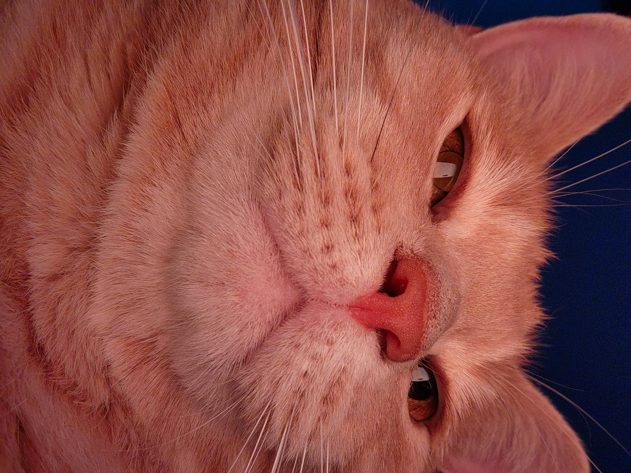 Alfred joined the competition — help win amazing prizes! carnivore, cat, claw, domestic_short_haired_cat, ear, fawn, felidae, fur, paw, peach, small_to_medium_sized_cats, snout, tail, terrestrial_animal, whiskers, window