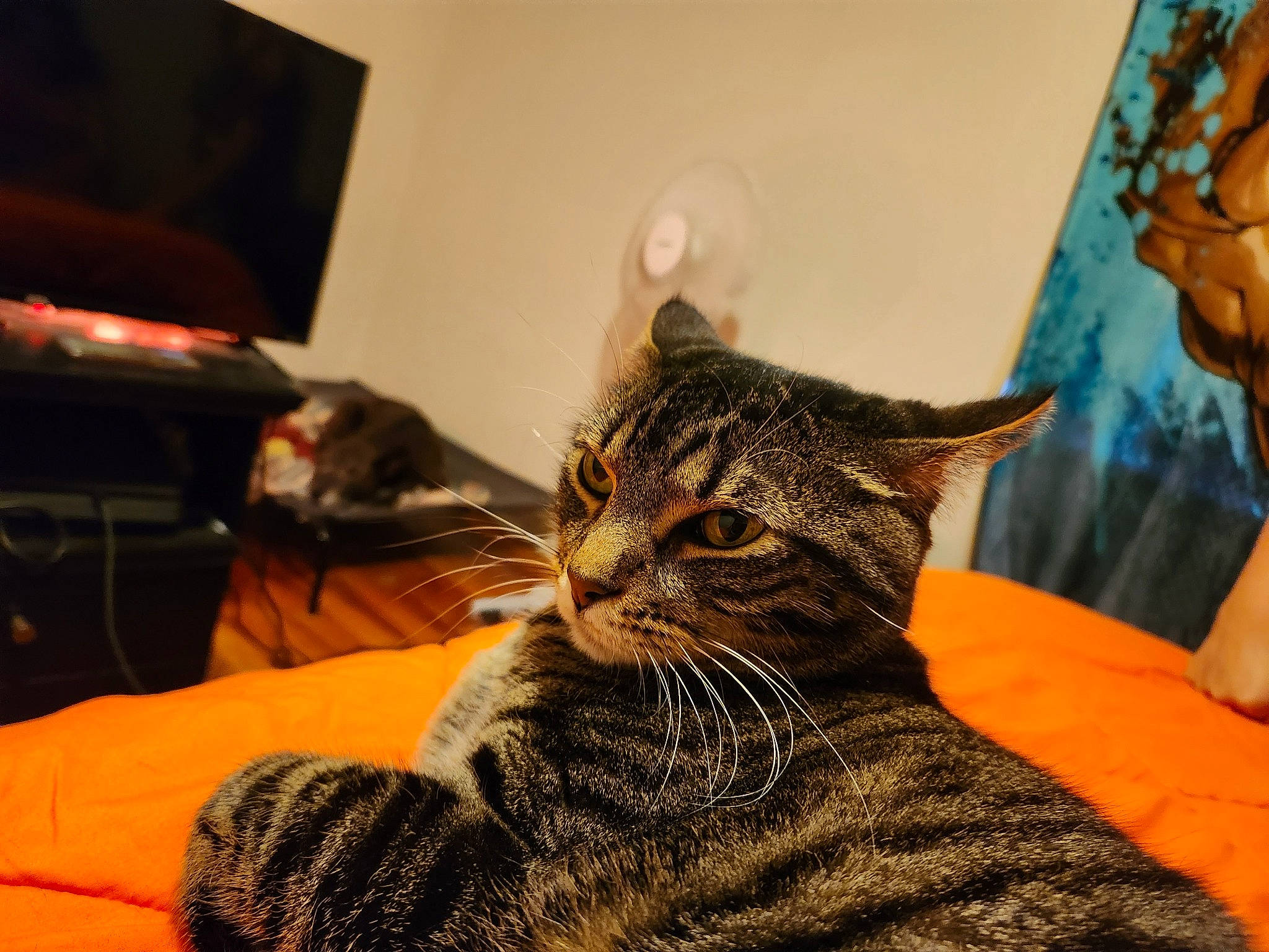 Steven joined the competition — help win amazing prizes! carnivore, cat, claw, comfort, domestic_short_haired_cat, felidae, flooring, fur, grey, room, sitting, small_to_medium_sized_cats, television, terrestrial_animal, whiskers