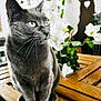 Bella participe au concours pour gagner de l'argent avec cette photo : cat, gray_cat, wooden_table, flowers, white_flowers, indoor, decor, family_tree_art, plant, green_leaves, pet, feline, sitting, portrait, closeup, houseplant, cozy, domestic, whiskers, curious