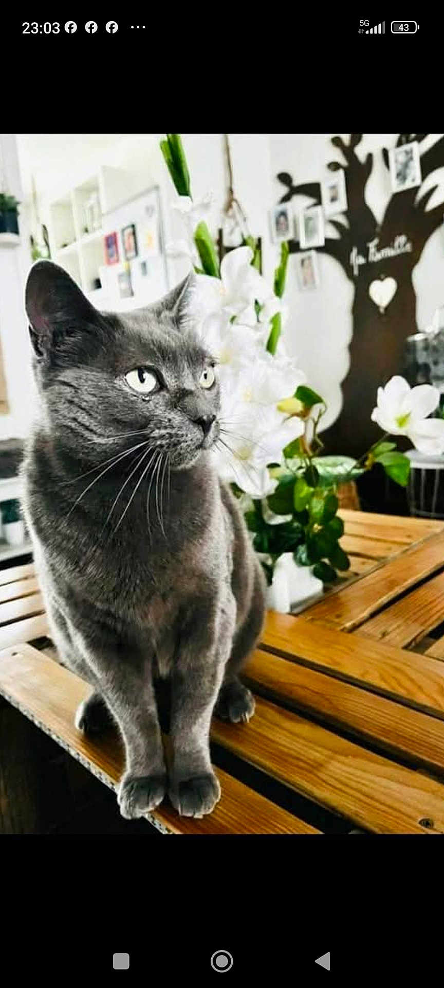 Bella participe au concours pour gagner de l'argent avec cette photo : cat, gray_cat, wooden_table, flowers, white_flowers, indoor, decor, family_tree_art, plant, green_leaves, pet, feline, sitting, portrait, closeup, houseplant, cozy, domestic, whiskers, curious
