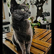Bella participe au concours pour gagner de l'argent avec cette photo : cat, gray_cat, green_eyes, wooden_table, indoor, plant, flower, glass_of_water, decor, photograph, wall_art, furniture, pet, animal, houseplant, cozy, portrait, sitting, whiskers, curious