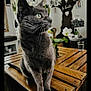 cat, gray_cat, green_eyes, wooden_table, indoor, plant, flower, glass_of_water, decor, photograph, wall_art, furniture, pet, animal, houseplant, cozy, portrait, sitting, whiskers, curious