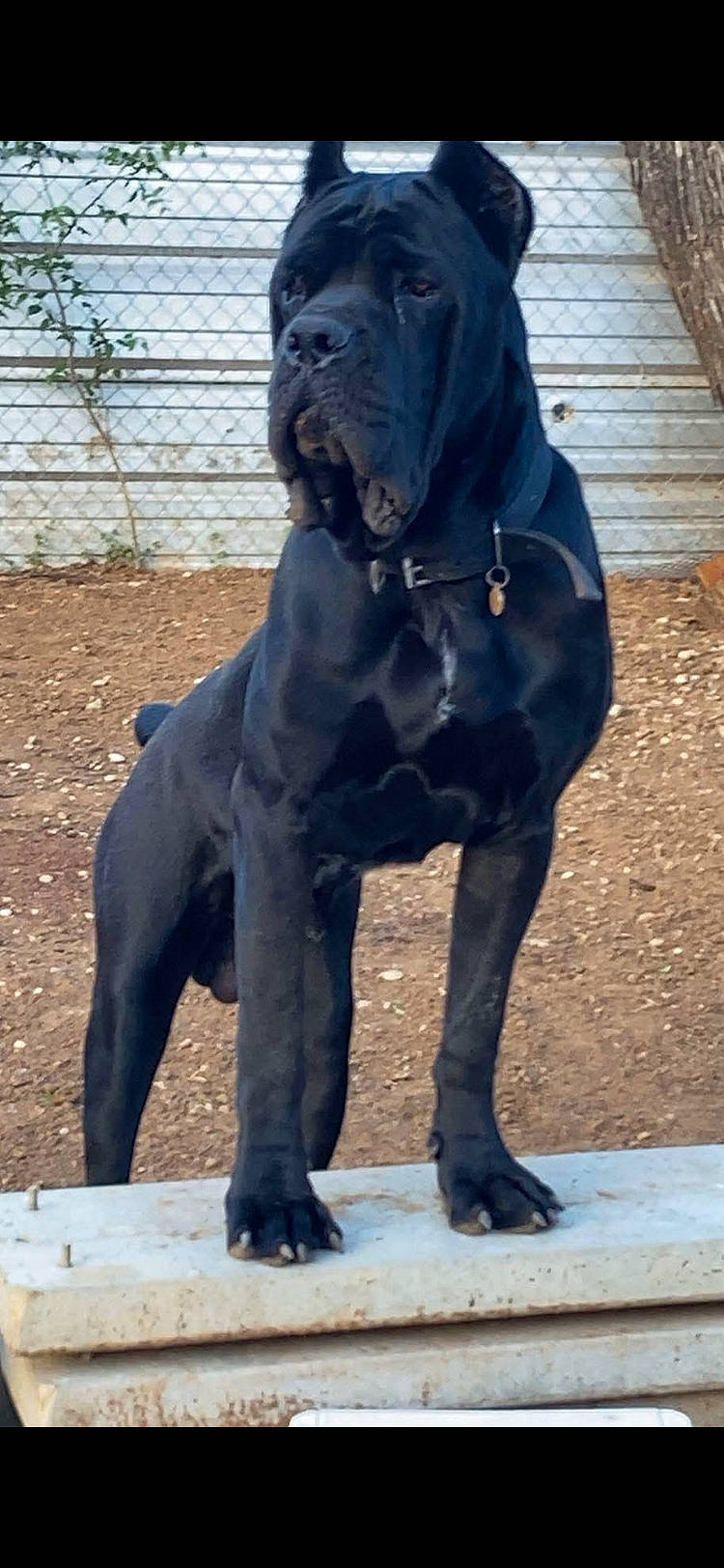 Rocko Diablo