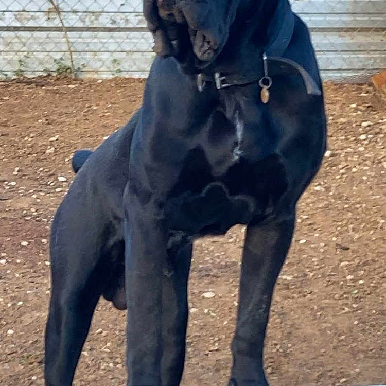 Rocko Diablo