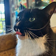 Mynor is registered to the contest to win money with this photo: cat, black_and_white, tongue_out, close_up, indoor, green_eyes, whiskers, feline, blurred_background, window, colorful, cozy, pet, animal, cute, playful, domestic_cat, fur, portrait