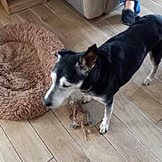 Alfie participe au concours pour gagner de l'argent avec cette photo : black_and_white_dog, casual, couch, cozy, dog, dog_bed, domestic, flooring, furniture, home, indoor, jeans, living_room, person, pet, relaxation, slippers, stuffed_toy, toy, wooden_floor