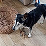 black_and_white_dog, casual, couch, cozy, dog, dog_bed, domestic, flooring, furniture, home, indoor, jeans, living_room, person, pet, relaxation, slippers, stuffed_toy, toy, wooden_floor