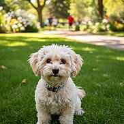 Marlowe Jr. joined the competition — help win amazing prizes! dog, white_dog, fluffy, grass, park, outdoor, pet, collar, cute, sitting, nature, sunlight, greenery, animal, canine, portrait, daytime, blurred_background, trees, leisure