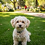 dog, white_dog, fluffy, grass, park, outdoor, pet, collar, cute, sitting, nature, sunlight, greenery, animal, canine, portrait, daytime, blurred_background, trees, leisure