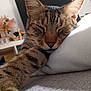 Newton participe au concours pour gagner de l'argent avec cette photo : cat, tabby, sleeping, paw, close_up, indoor, blanket, cozy, resting, fur, whiskers, home_decor, furniture, relaxation, animal, pet, soft_texture, peaceful, nap, cute