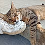 Newton a rejoint le concours — aidez-le/la à gagner de superbes lots ! cat, tabby, sleeping, sneaker, shoe, outdoor, porch, step, relaxed, animal, pet, feline, whiskers, fur, paws, closeup, resting, daylight, quiet, cute