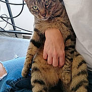Newton participe au concours pour gagner de l'argent avec cette photo : tabby_cat, cat, pet, animal, striped_fur, person, hand, jeans, ripped_jeans, white_shirt, indoor, floor, metal_railings, curious, sitting, domestic_cat, feline, close_up, holding, casual