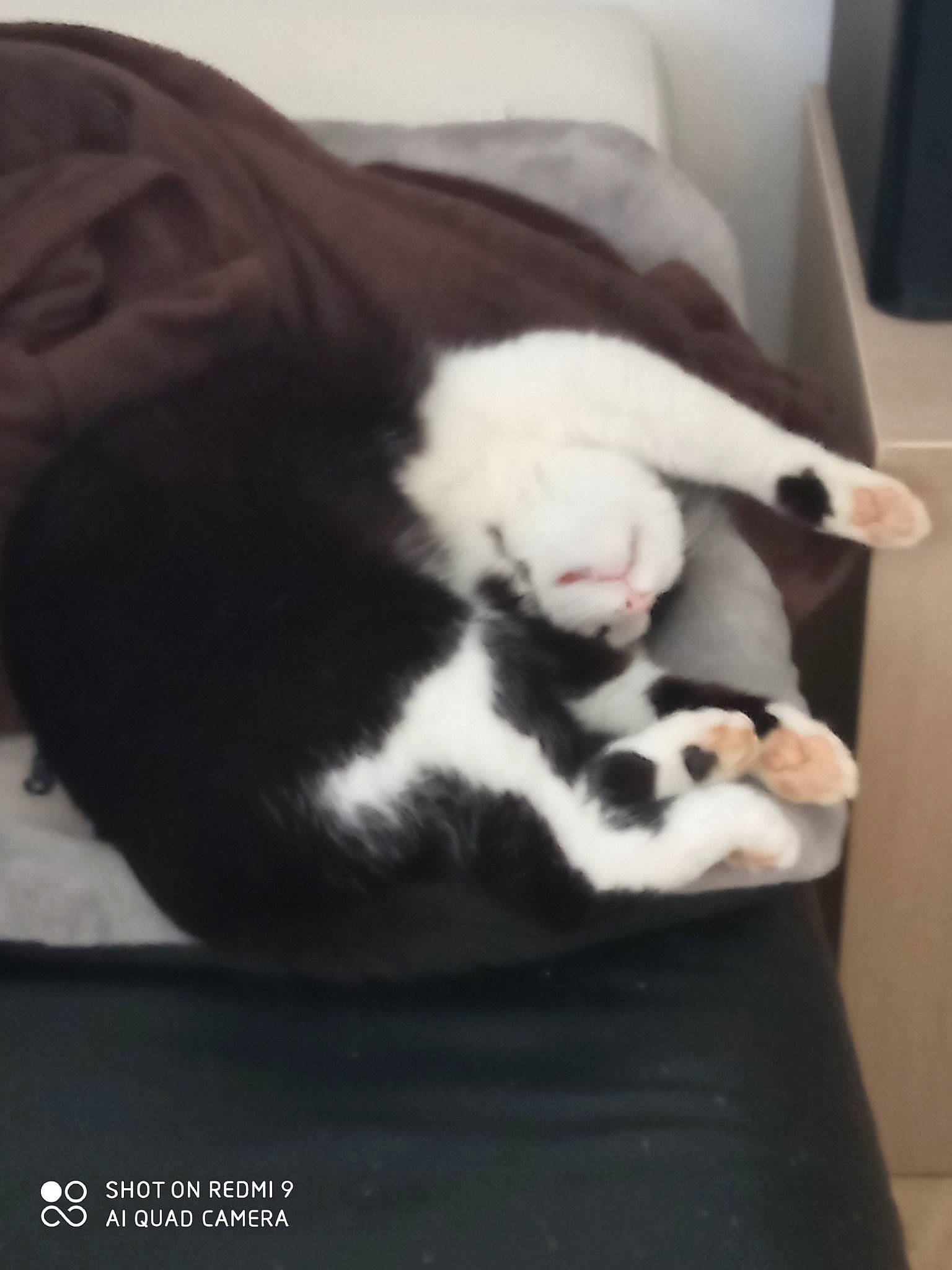 Blacky participe au concours pour gagner de l'argent avec cette photo : carnivore, cat, claw, comfort, companion_dog, dog_breed, domestic_short_haired_cat, felidae, flooring, fur, monochrome_photography, nap, non_sporting_group, paw, room, small_to_medium_sized_cats, snout, tail, whiskers