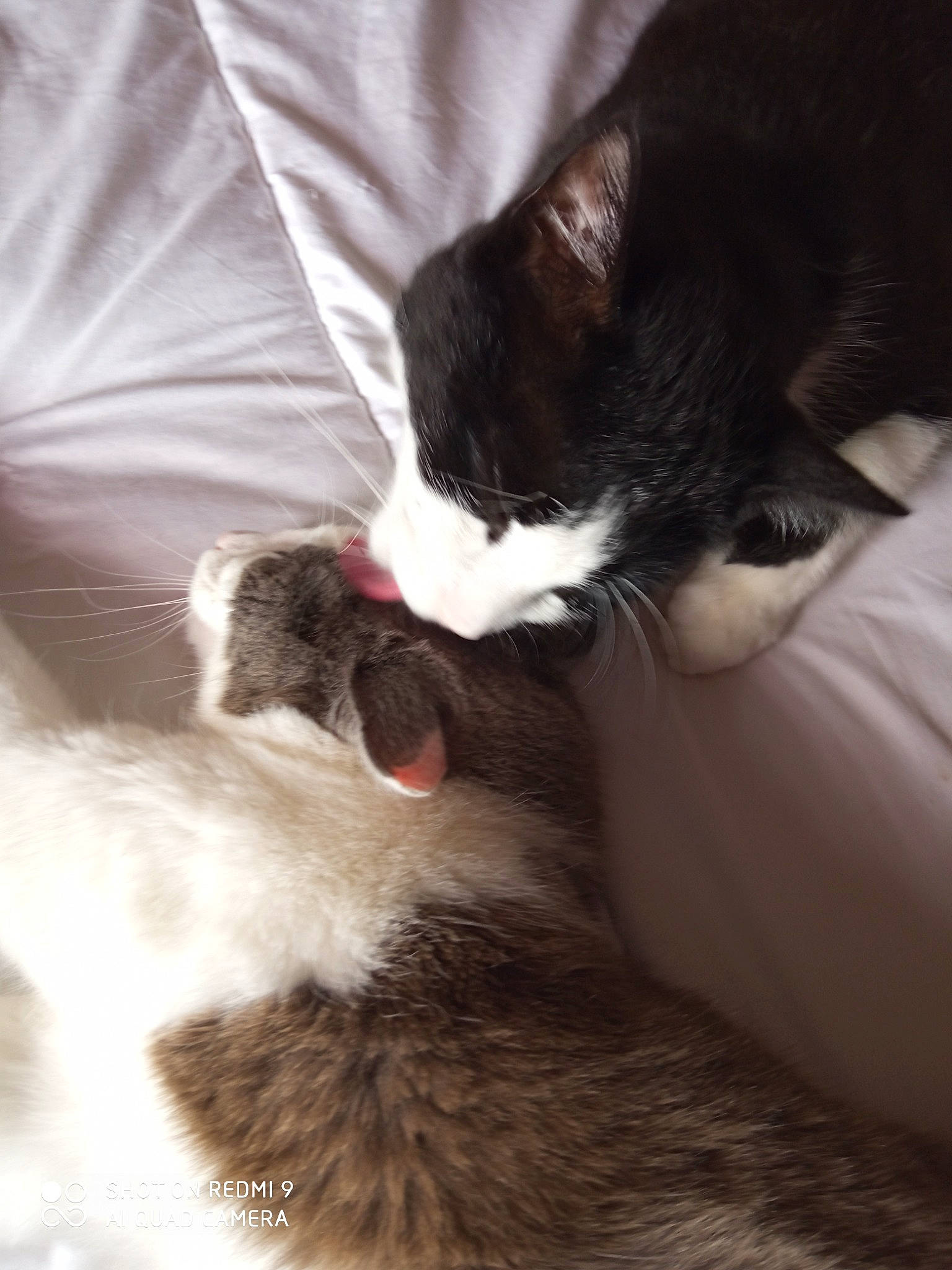 Blacky a rejoint le concours — aidez-le/la à gagner de superbes lots ! bed, canidae, carnivore, cat, claw, cloud, comfort, domestic_short_haired_cat, felidae, fur, lap, linens, mammal, paw, small_to_medium_sized_cats, snout, tail, textile, vertebrate, whiskers