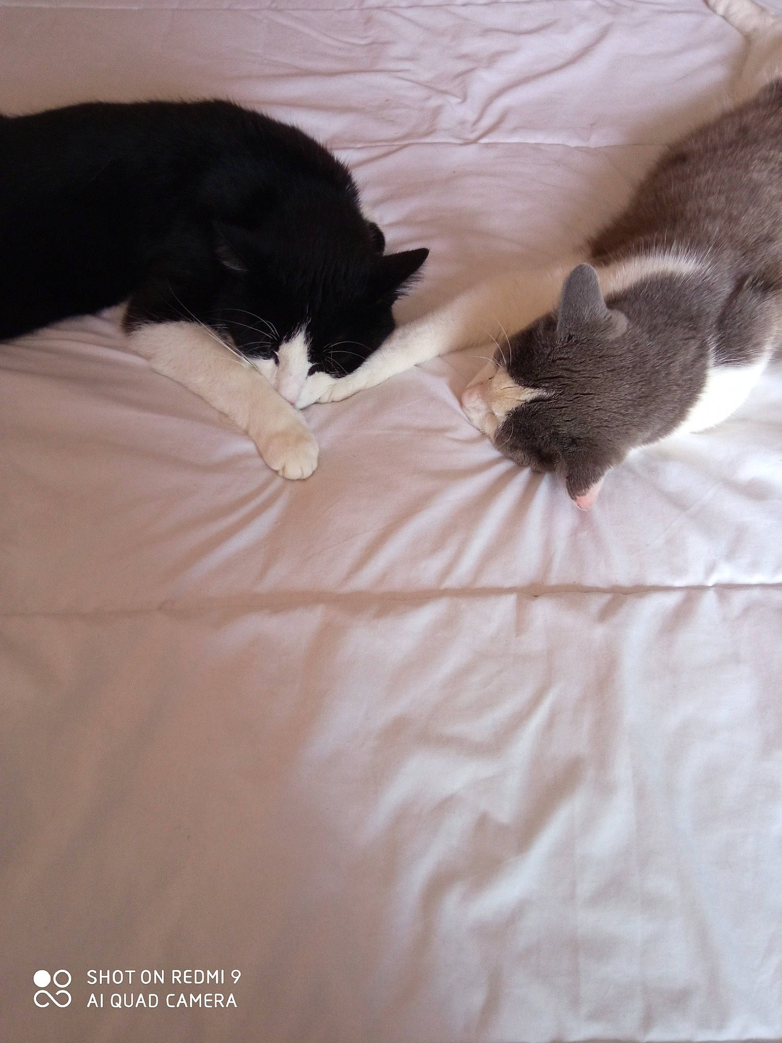 Blacky a rejoint le concours — aidez-le/la à gagner de superbes lots ! bed, bedding, black_cat, carnivore, cat, comfort, duvet, felidae, fur, grey, hardwood, linens, nap, room, small_to_medium_sized_cats, snout, tail, tints_and_shades, whiskers, wood