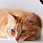 Minouvhka a rejoint le concours — aidez-le/la à gagner de superbes lots ! cat, orange_tabby, feline, pet, resting, lying_down, fur, whiskers, ears, green_eyes, close_up, indoor, calm, cute, animal, mammal, portrait, relaxed, houseplant, white_surface