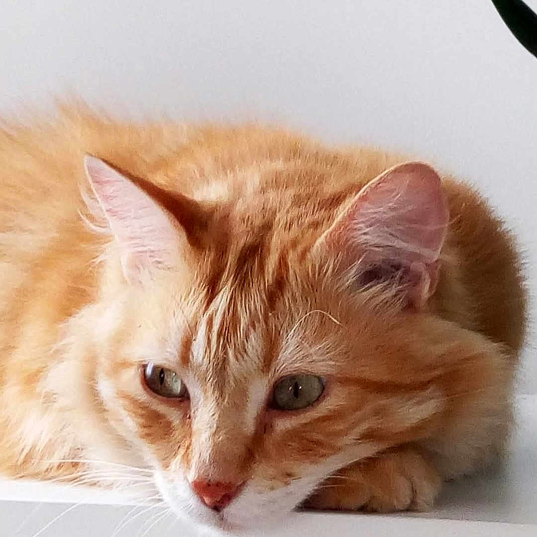 Minouvhka a rejoint le concours — aidez-le/la à gagner de superbes lots ! animal, calm, cat, close_up, cute, ears, feline, fur, green_eyes, houseplant, indoor, lying_down, mammal, orange_tabby, pet, portrait, relaxed, resting, whiskers, white_surface