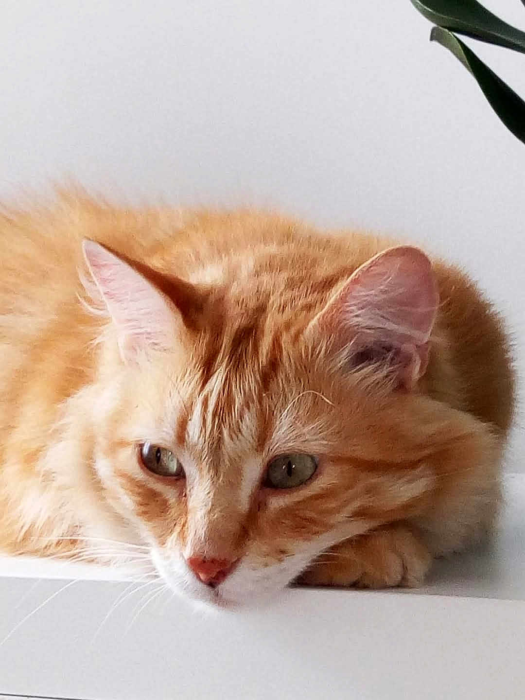Minouvhka a rejoint le concours — aidez-le/la à gagner de superbes lots ! cat, orange_tabby, feline, pet, resting, lying_down, fur, whiskers, ears, green_eyes, close_up, indoor, calm, cute, animal, mammal, portrait, relaxed, houseplant, white_surface