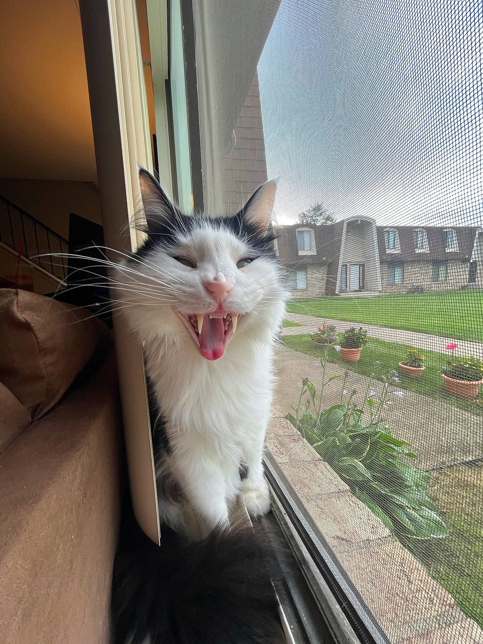 Milo joined the competition — help win amazing prizes! building, carnivore, cat, claw, daylighting, domestic_short_haired_cat, felidae, fur, grass, mesh, metal, paw, plant, sitting, small_to_medium_sized_cats, snout, tail, whiskers, window, yawn