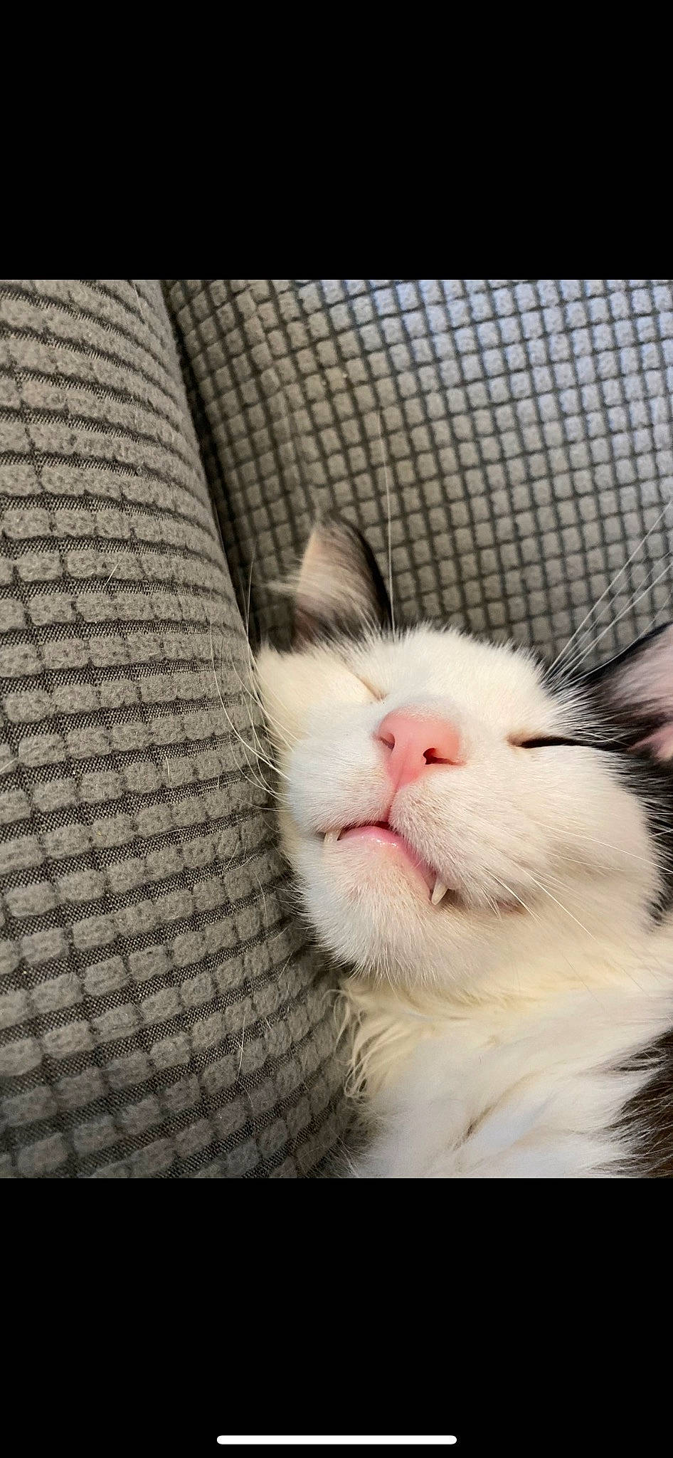 Milo is registered to the contest to win money with this photo: carnivore, cat, claw, comfort, couch, domestic_short_haired_cat, felidae, fur, paw, pet_supply, small_to_medium_sized_cats, snout, square, terrestrial_animal, tints_and_shades, whiskers