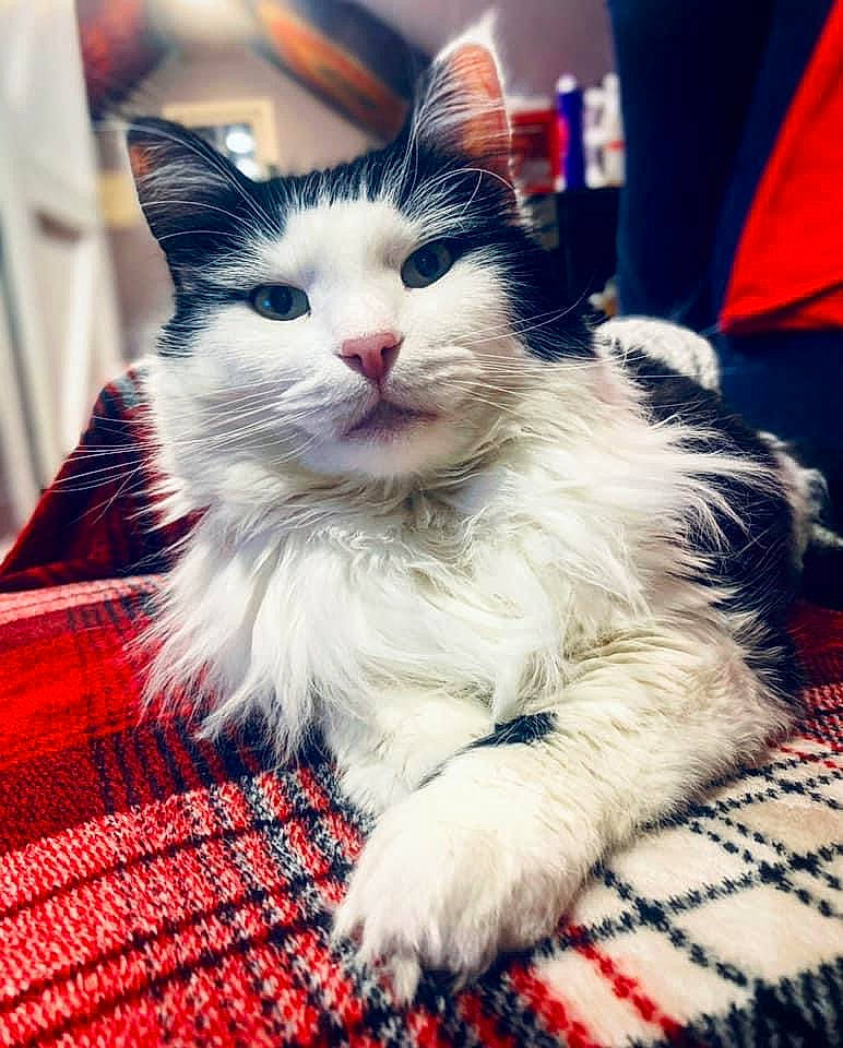 Milo is registered to the contest to win money with this photo: box, carnivore, cat, claw, domestic_short_haired_cat, electric_blue, event, felidae, foot, fur, pattern, paw, plaid, sitting, small_to_medium_sized_cats, snout, tail, tartan, textile, whiskers